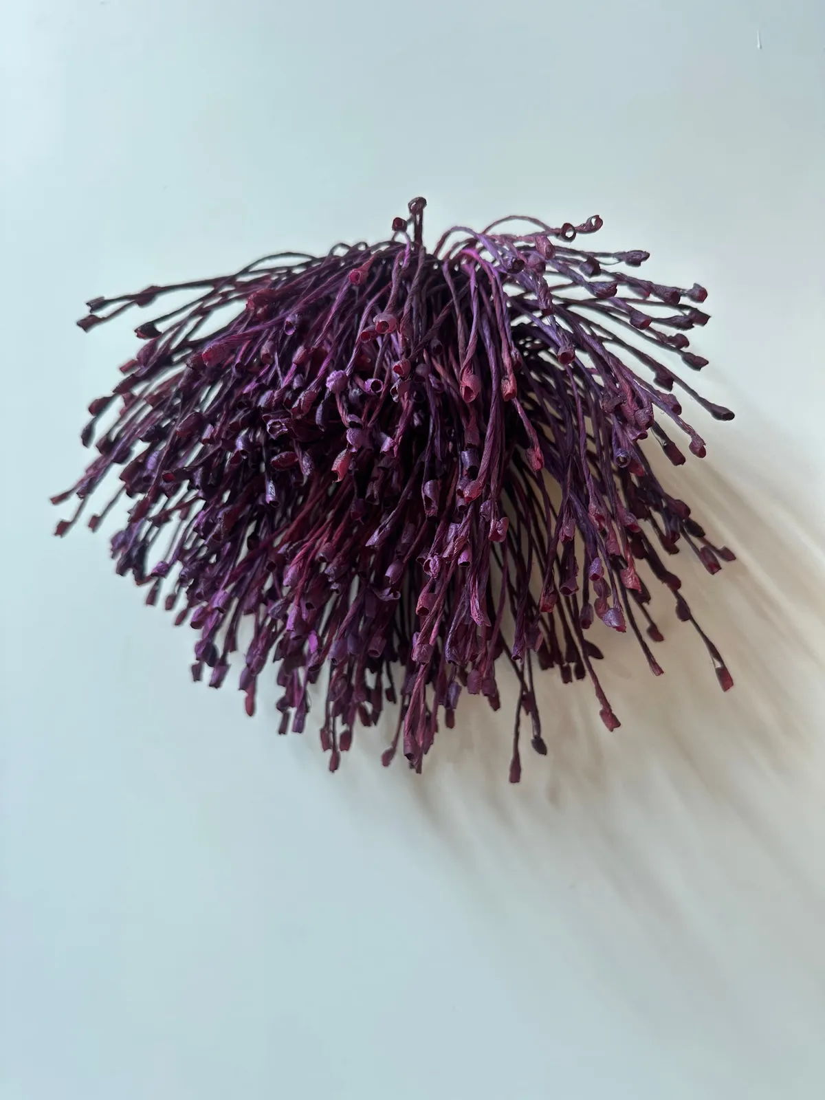 Emma Davies, Burst II, 2024