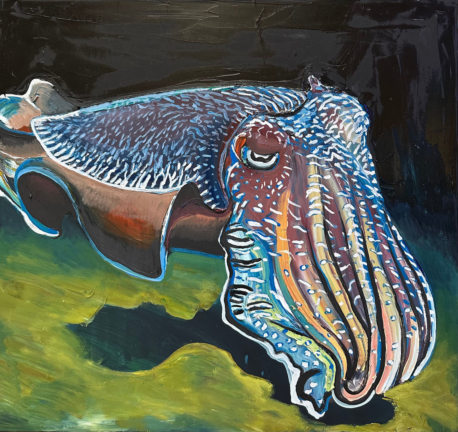 Baden Croft, Giant Cuttlefish, 2025