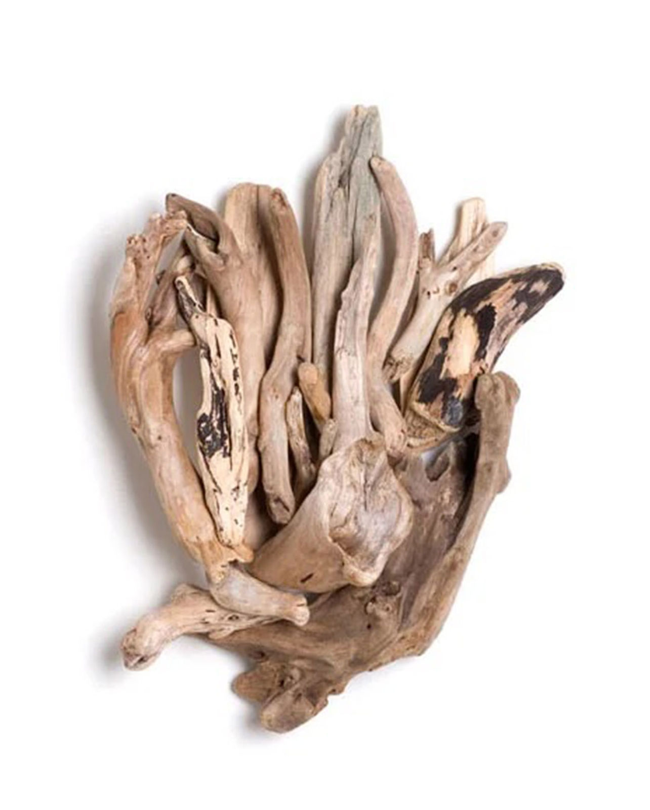 Phyllis Rosser, Cloud Trumpet, 2024