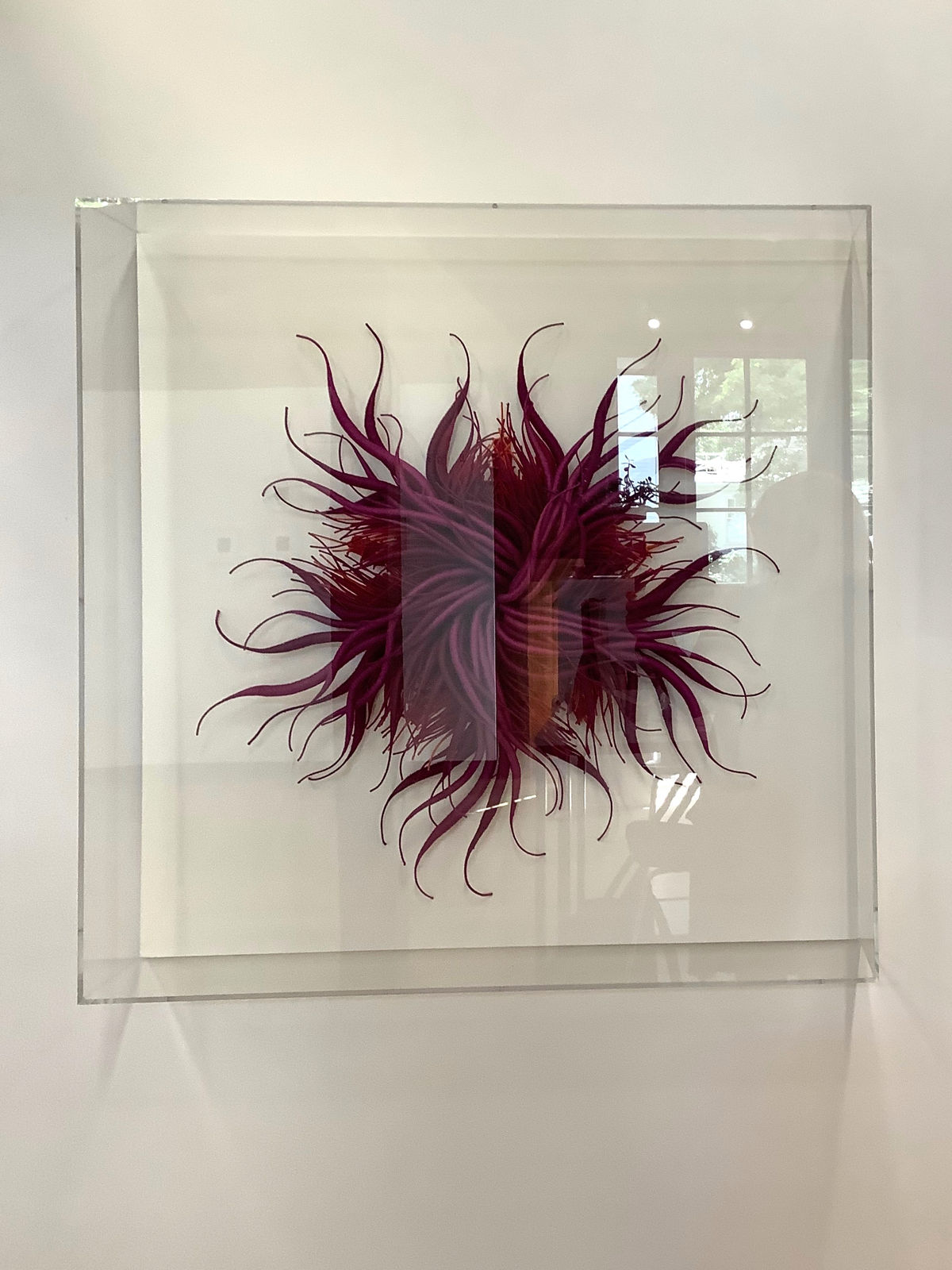 Catherine Latson, Specimen #19, 2020