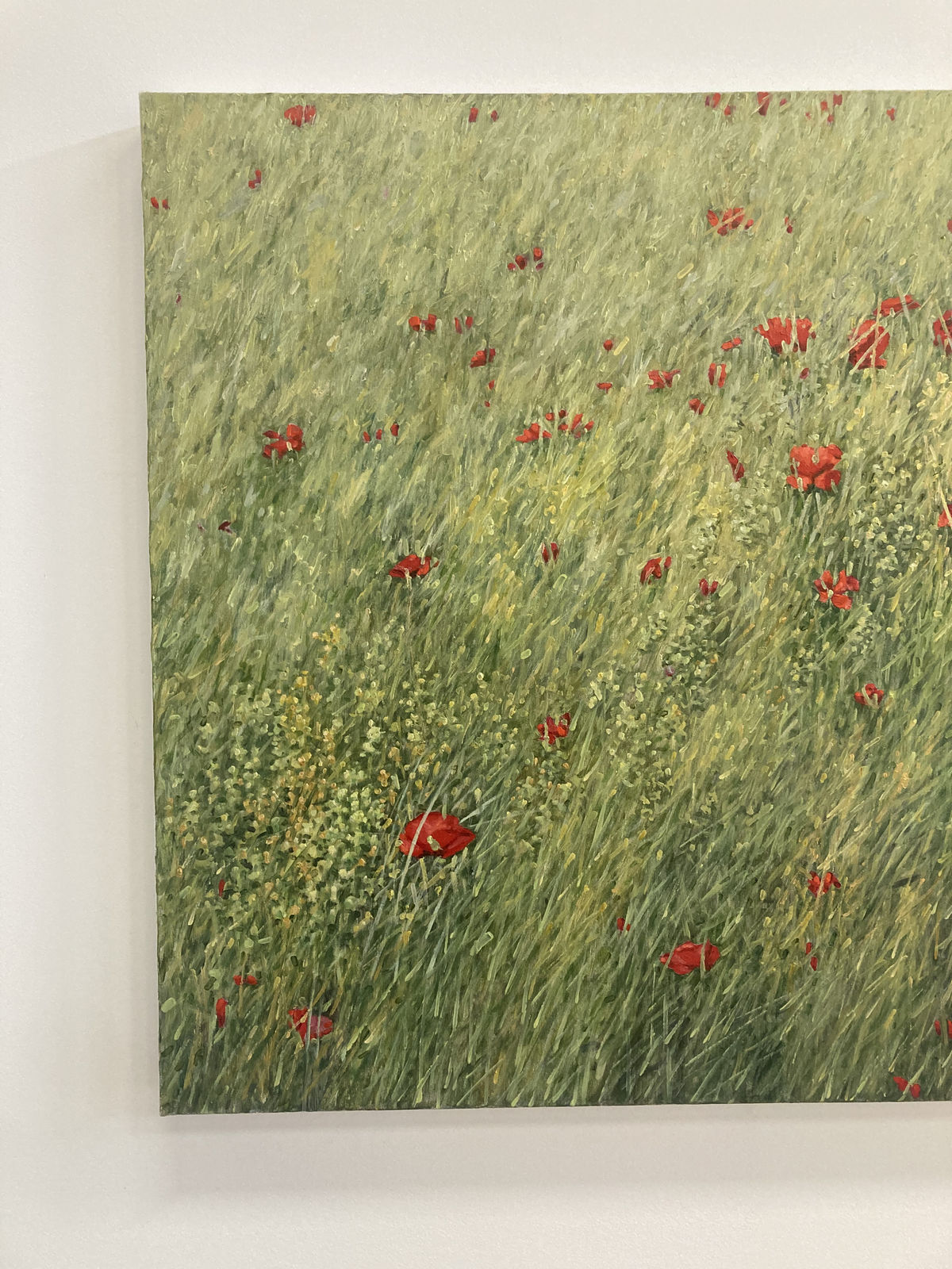 Thomas Sarrantonio, Poppies, 2020