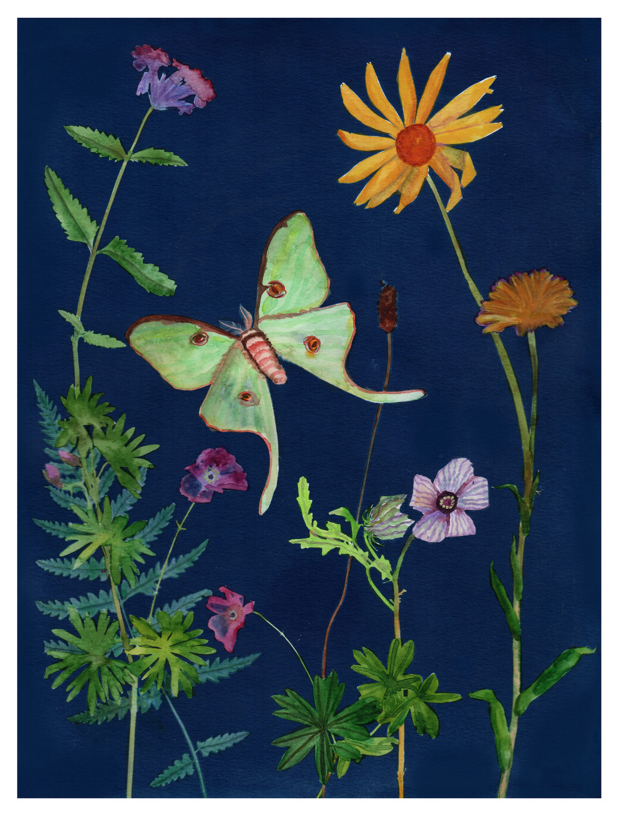 Julia Whitney Barnes, Cyanotype Painting (Luna Moth, Daisy, Violets, etc.), 2021