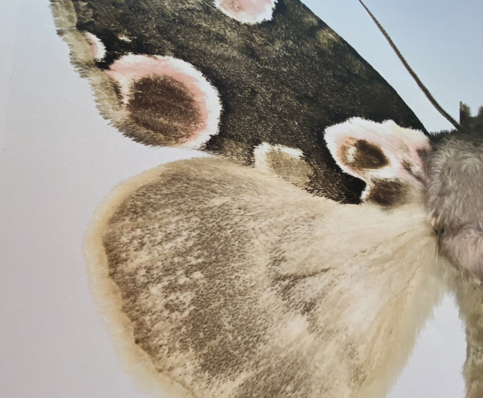 Joseph Scheer, Thyatira batis batis, 2019