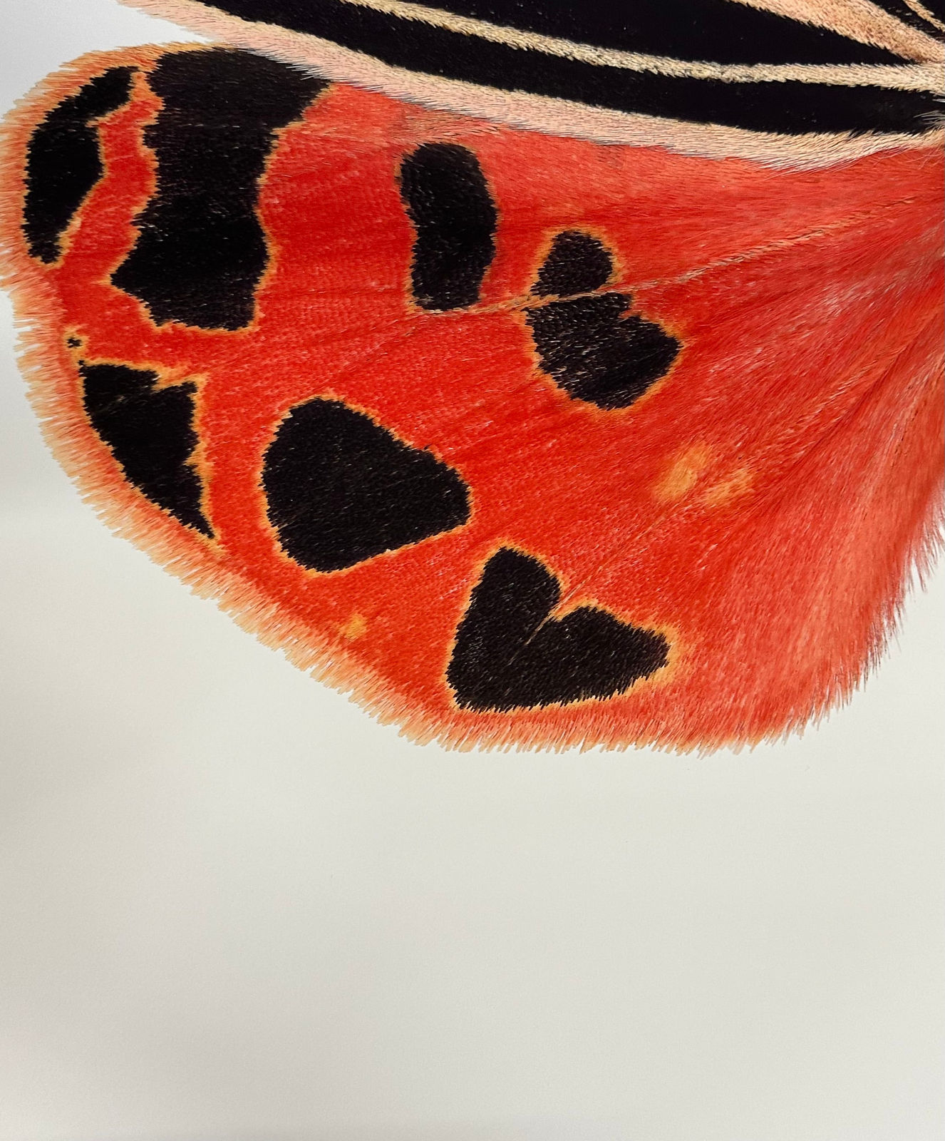 Joseph Scheer, Grammia virgo female rgb, 2007