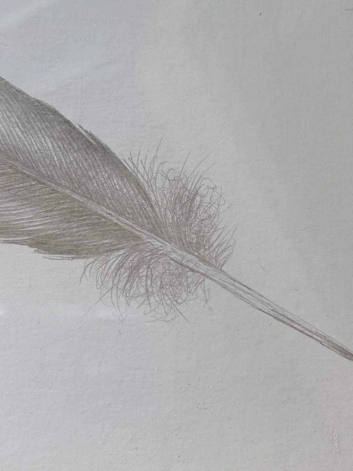 Margot Glass, Small Grey Feather, 2021