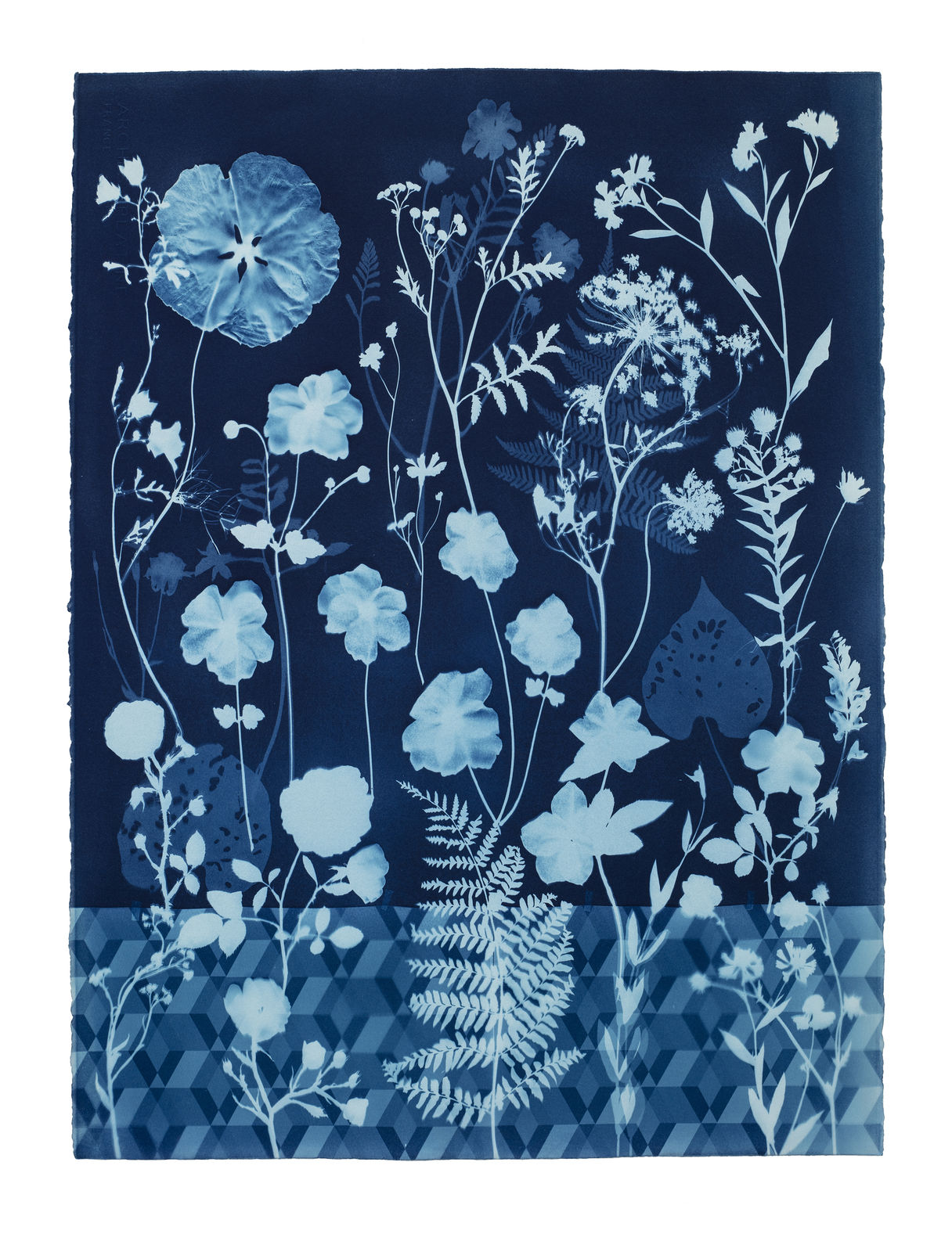 Julia Whitney Barnes, Cyanotype Painting (Anemones, Rose of Sharon, Queen Anne's Lace, Floor Pattern), 2021