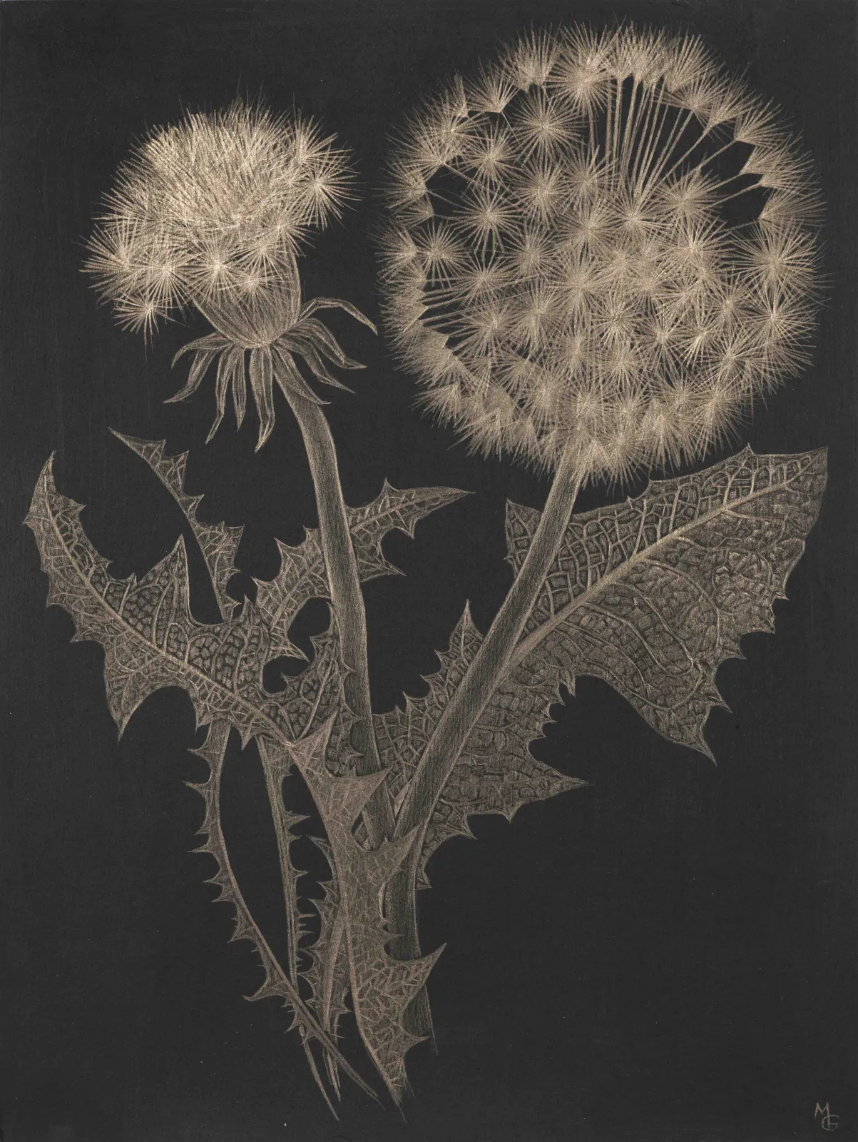 Margot Glass, Dandelion, 2019
