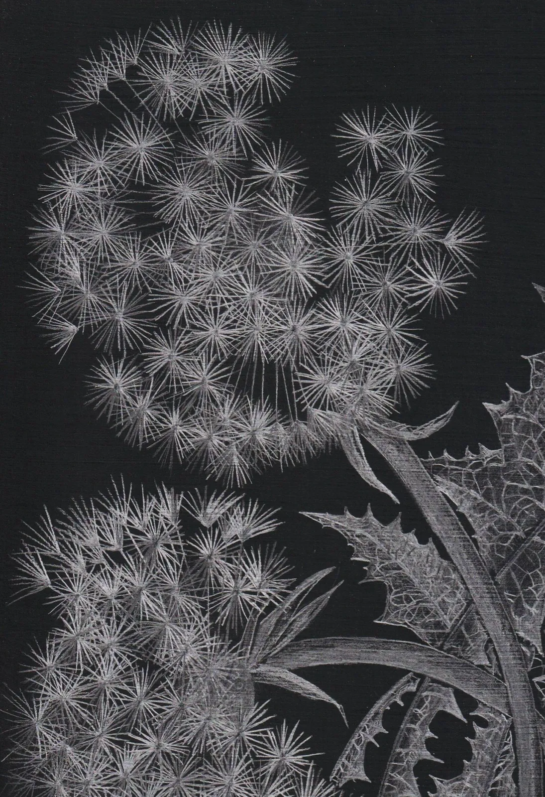 Margot Glass, Two Dandelions, 2019