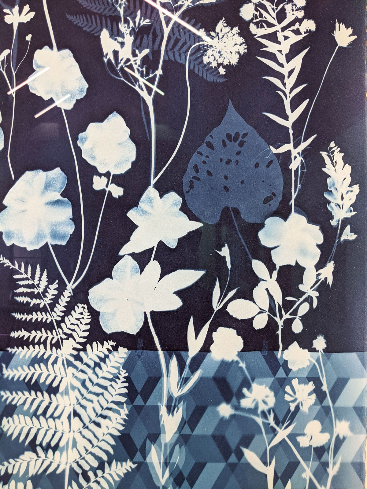 Julia Whitney Barnes, Cyanotype Painting (Anemones, Rose of Sharon, Queen Anne's Lace, Floor Pattern), 2021