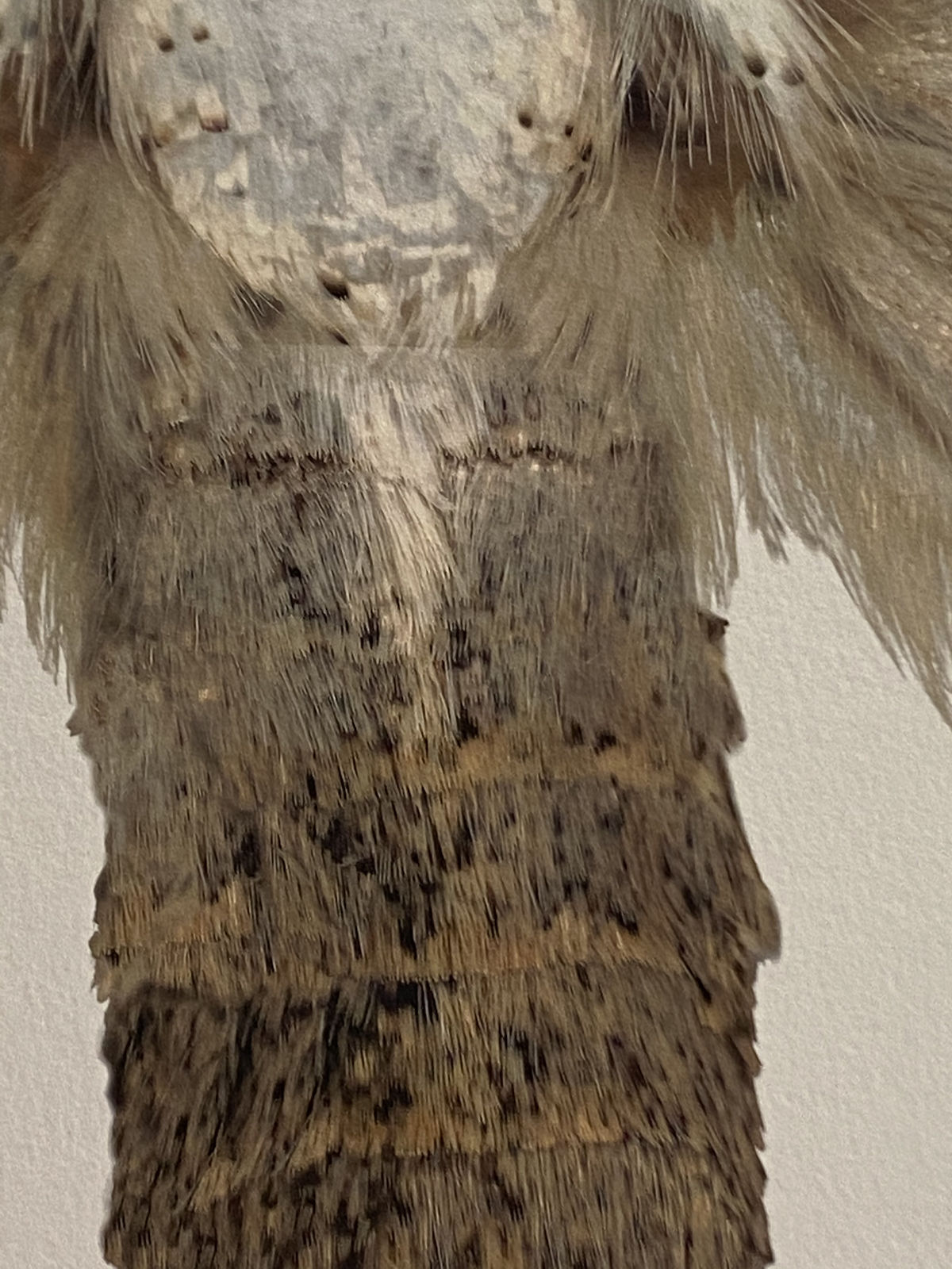 Joseph Scheer, Sphragifera sigillata, 2019