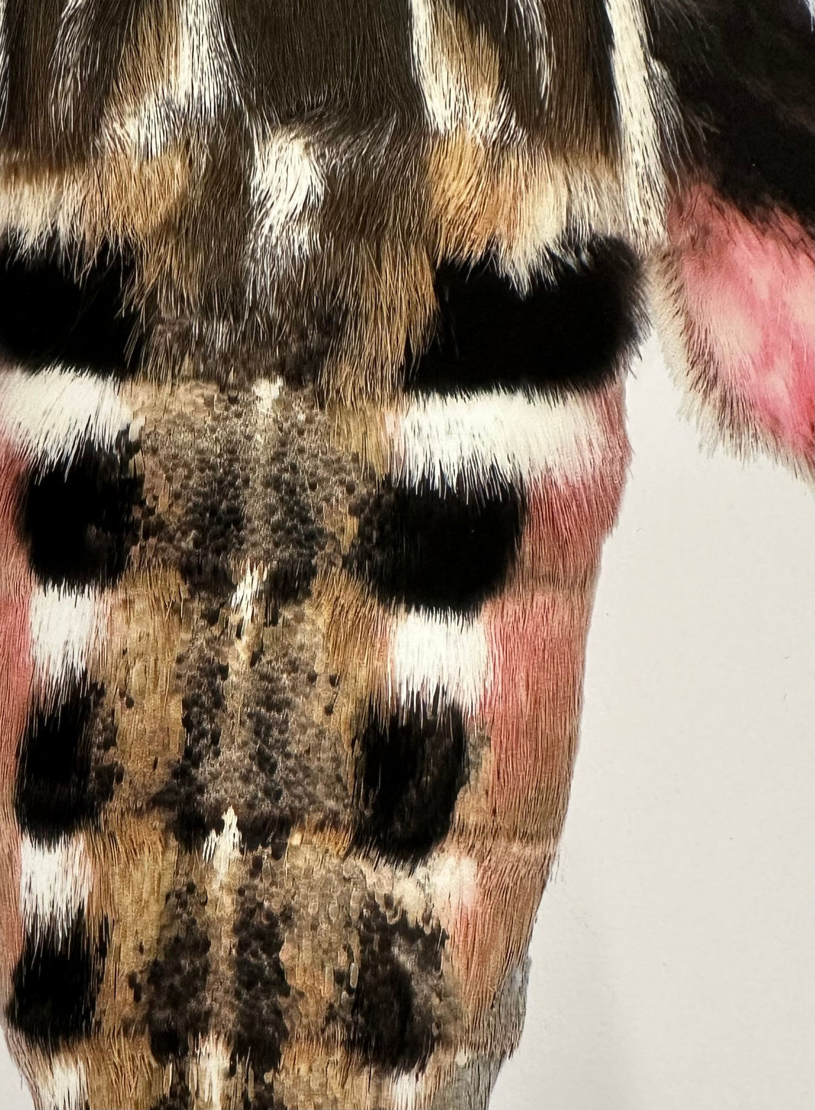 Joseph Scheer, Hyles lineata, 2006