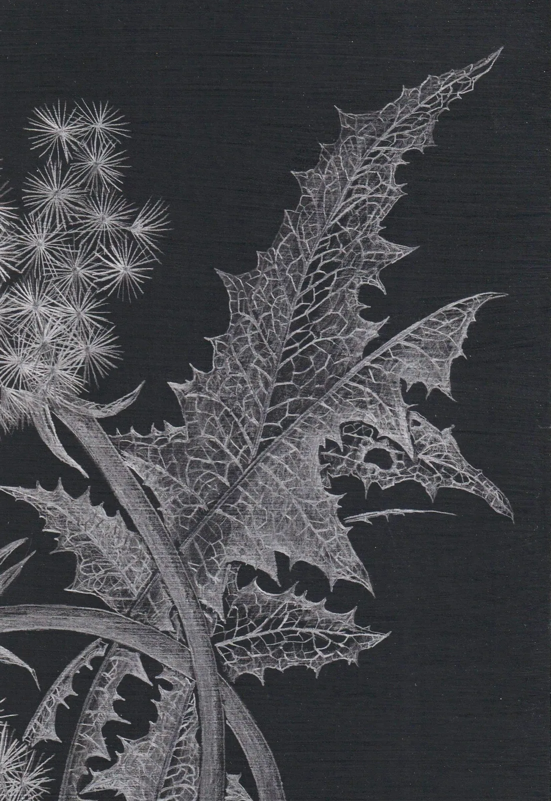Margot Glass, Two Dandelions, 2019