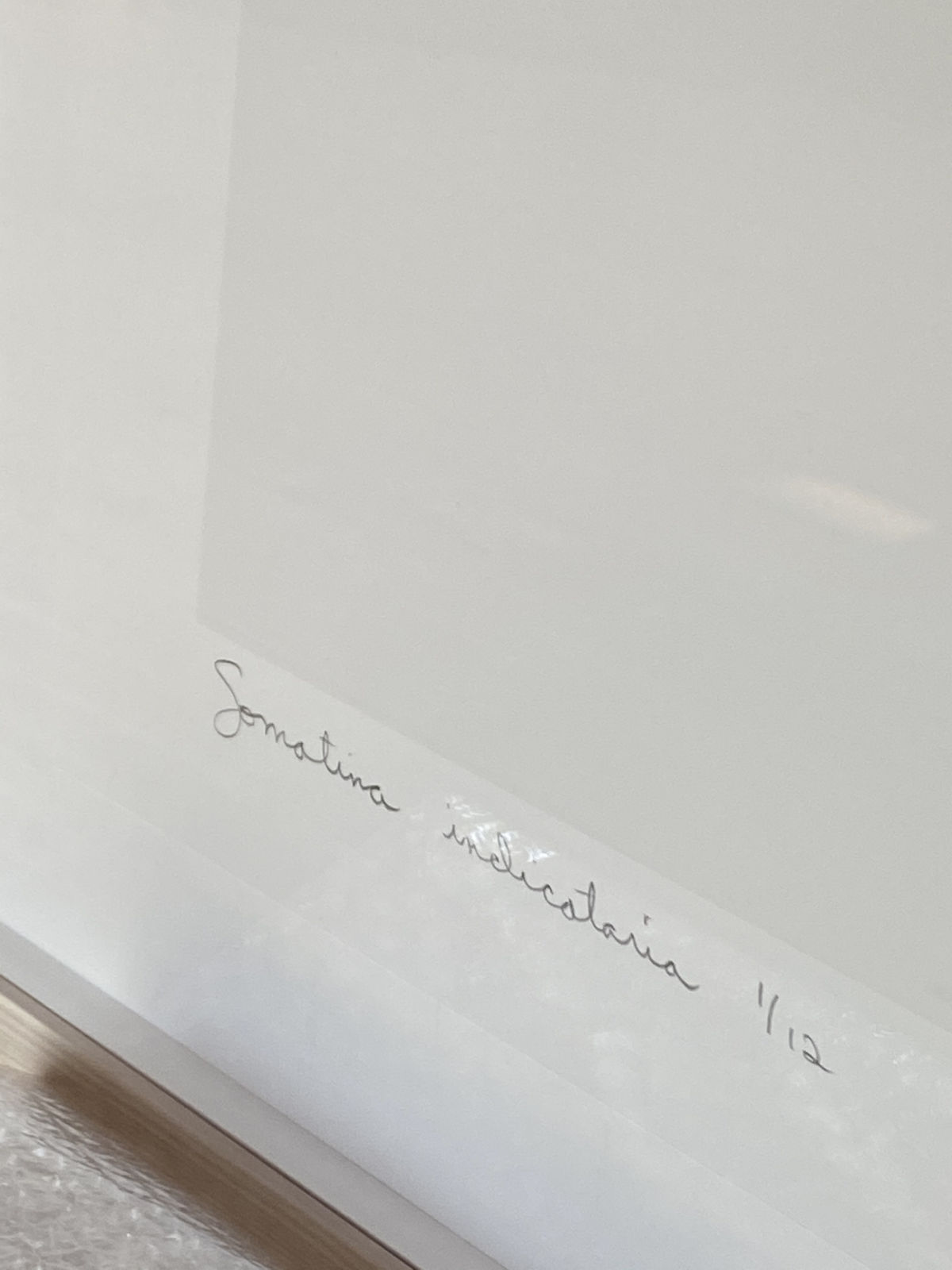 Joseph Scheer, Somatina indicataria, 2019