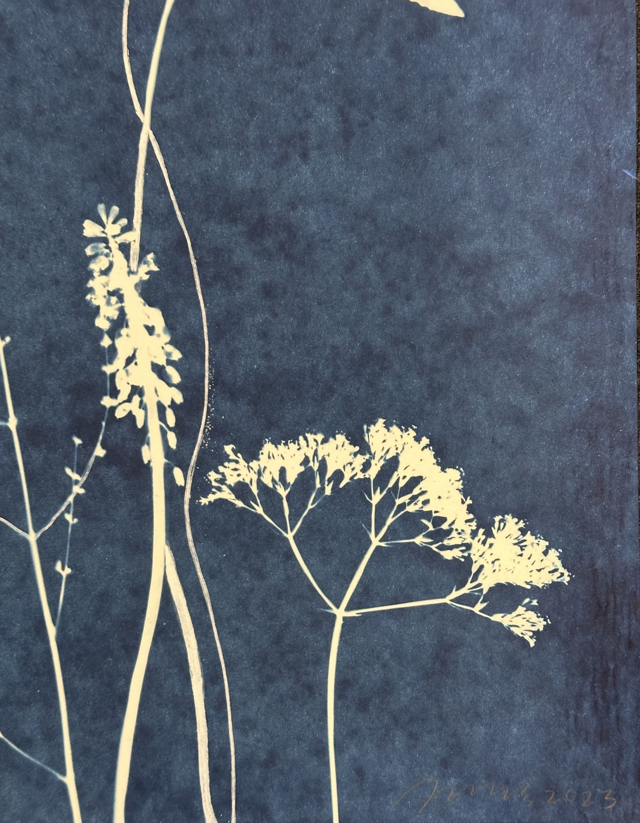 Julia Whitney Barnes, Nocturnal Nature (Anemones, Hibiscus, Violets, Ferns), 2021–'23