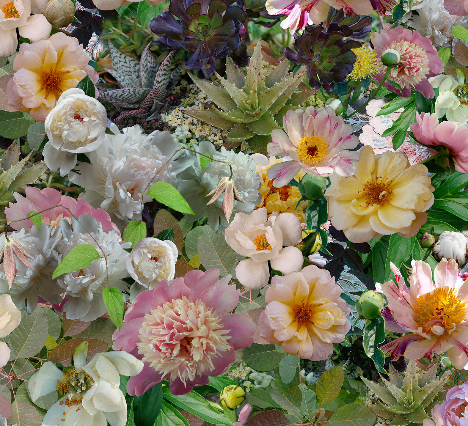 Lisa A. Frank, Peonies Breaking Pattern, 2018