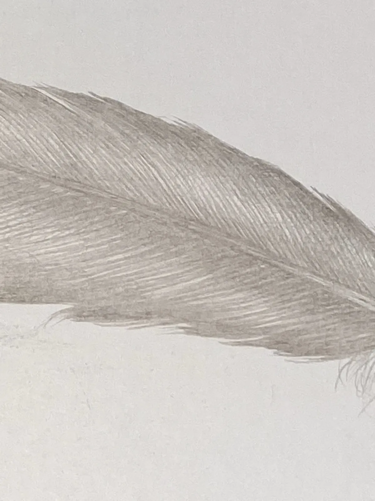 Margot Glass, Small Grey Feather, 2021