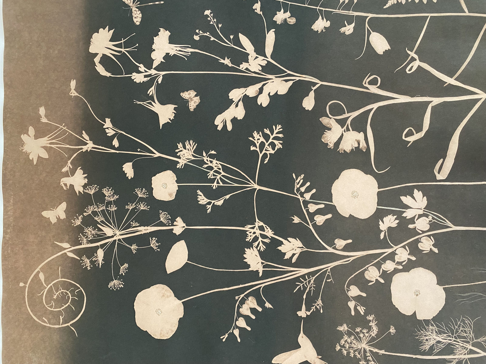Julia Whitney Barnes, Cyanotype Painting (Tea Toned Poppies, Bleeding Hearts, Humming Bird, etc.), 2021