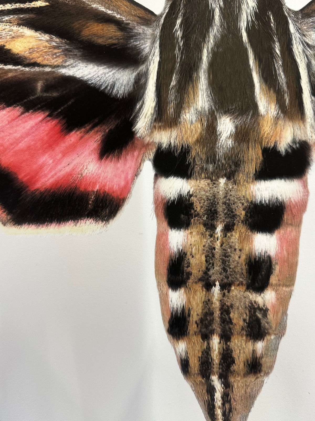 Joseph Scheer, Hyles lineata, 2006