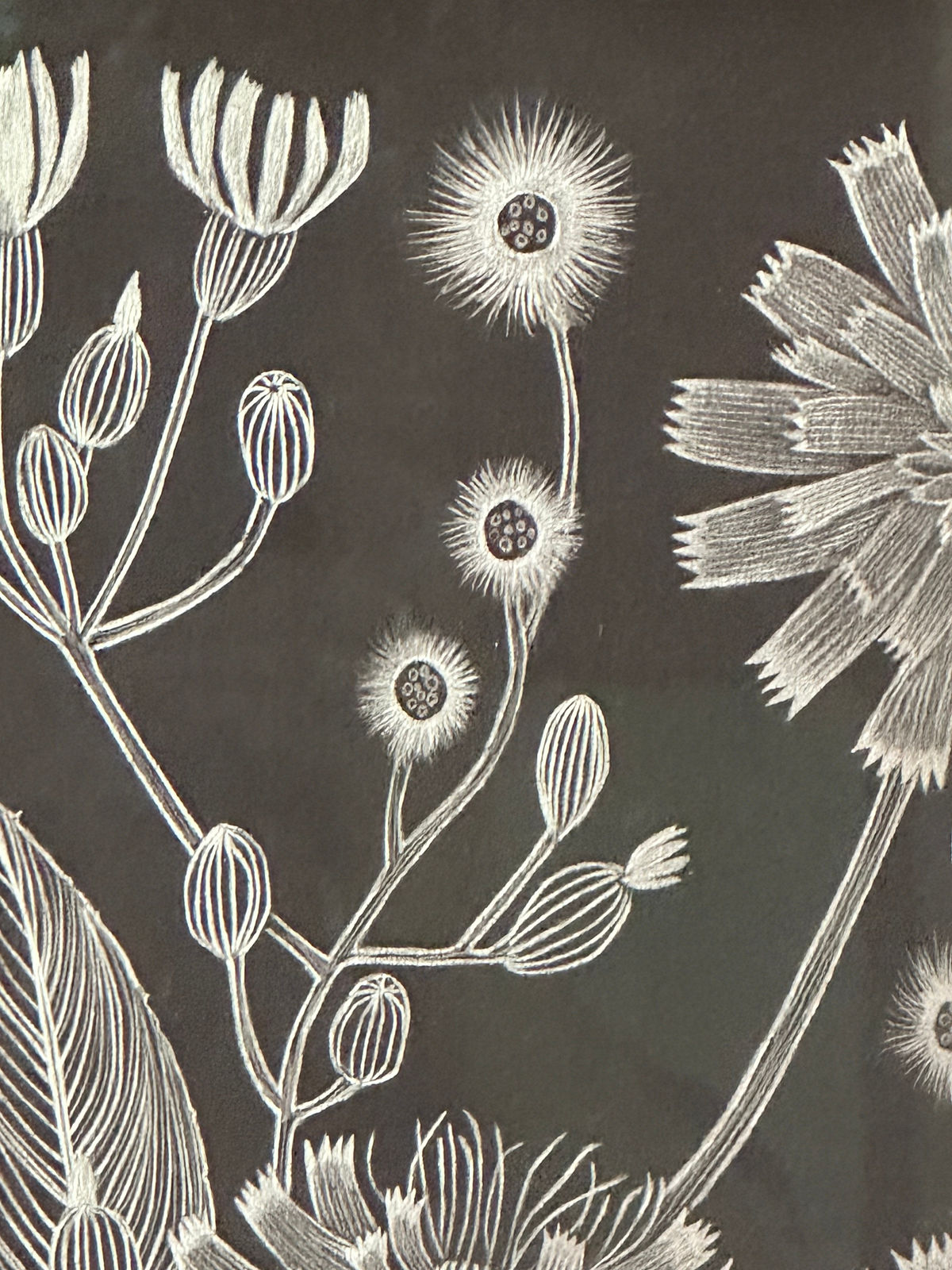 Margot Glass, Hawkweed, 2024