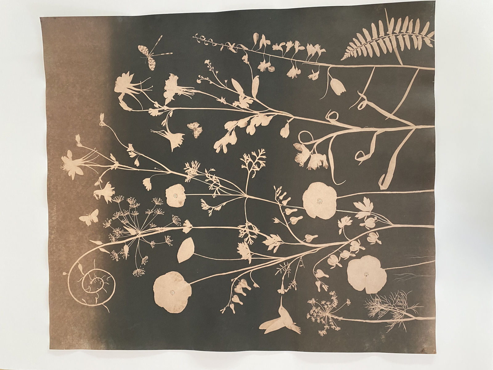 Julia Whitney Barnes, Cyanotype Painting (Tea Toned Poppies, Bleeding Hearts, Humming Bird, etc.), 2021