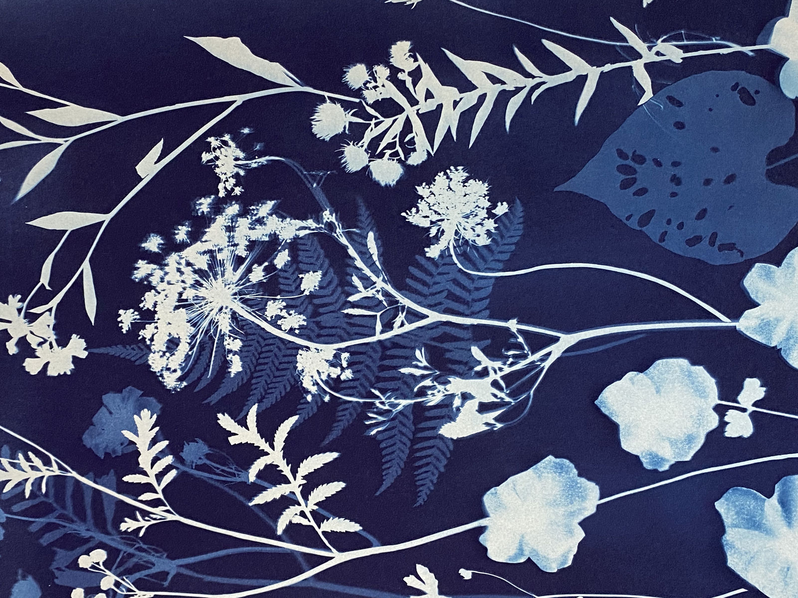 Julia Whitney Barnes, Cyanotype Painting (Anemones, Rose of Sharon, Queen Anne's Lace, Floor Pattern), 2021
