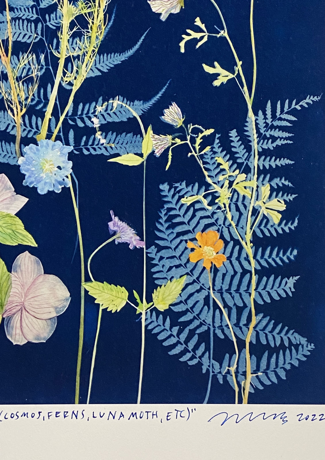 Julia Whitney Barnes, Cyanotype Print (Cosmos, Ferns, Luna Moth, etc), 2022