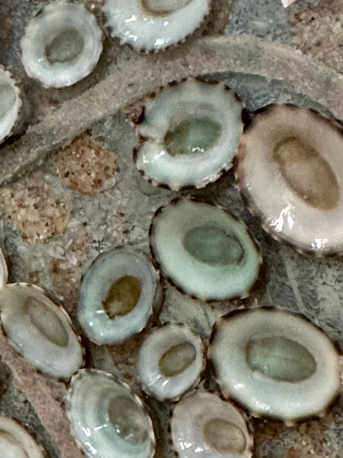 Eleanor White, Shallows, 2023