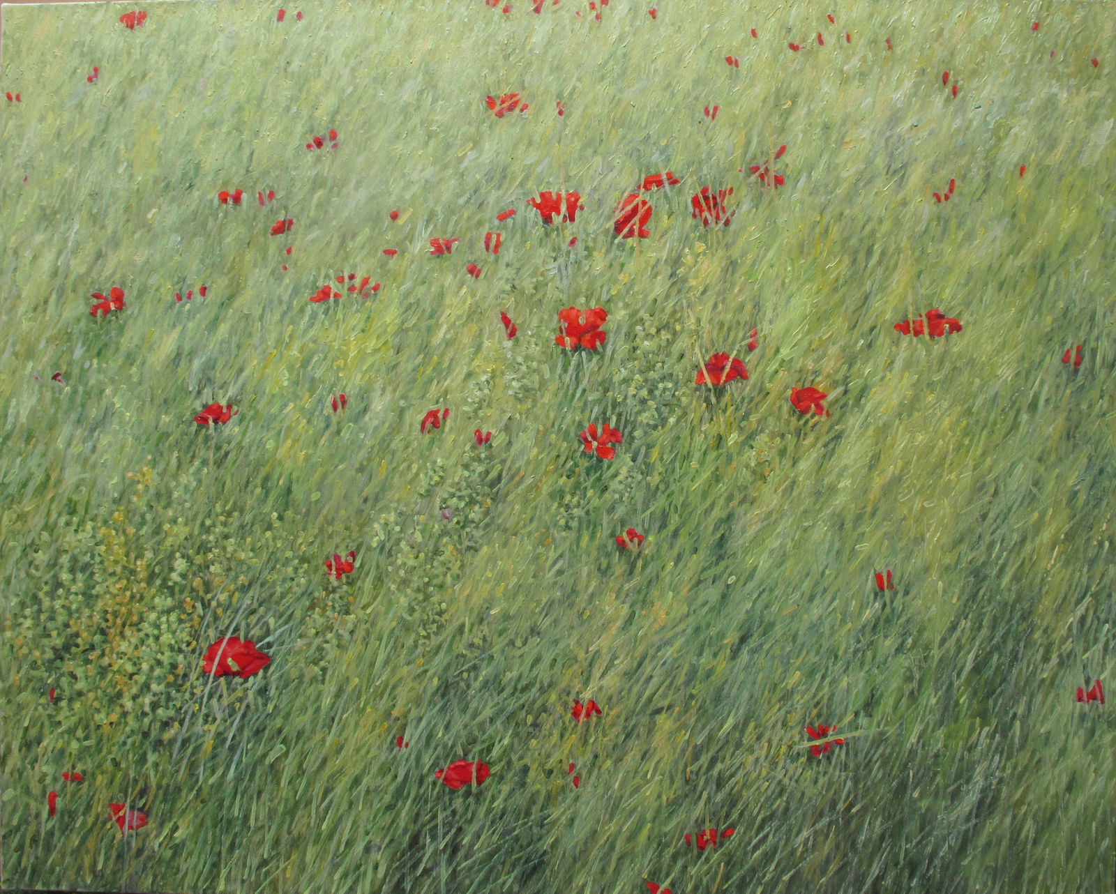 Thomas Sarrantonio, Poppies, 2020