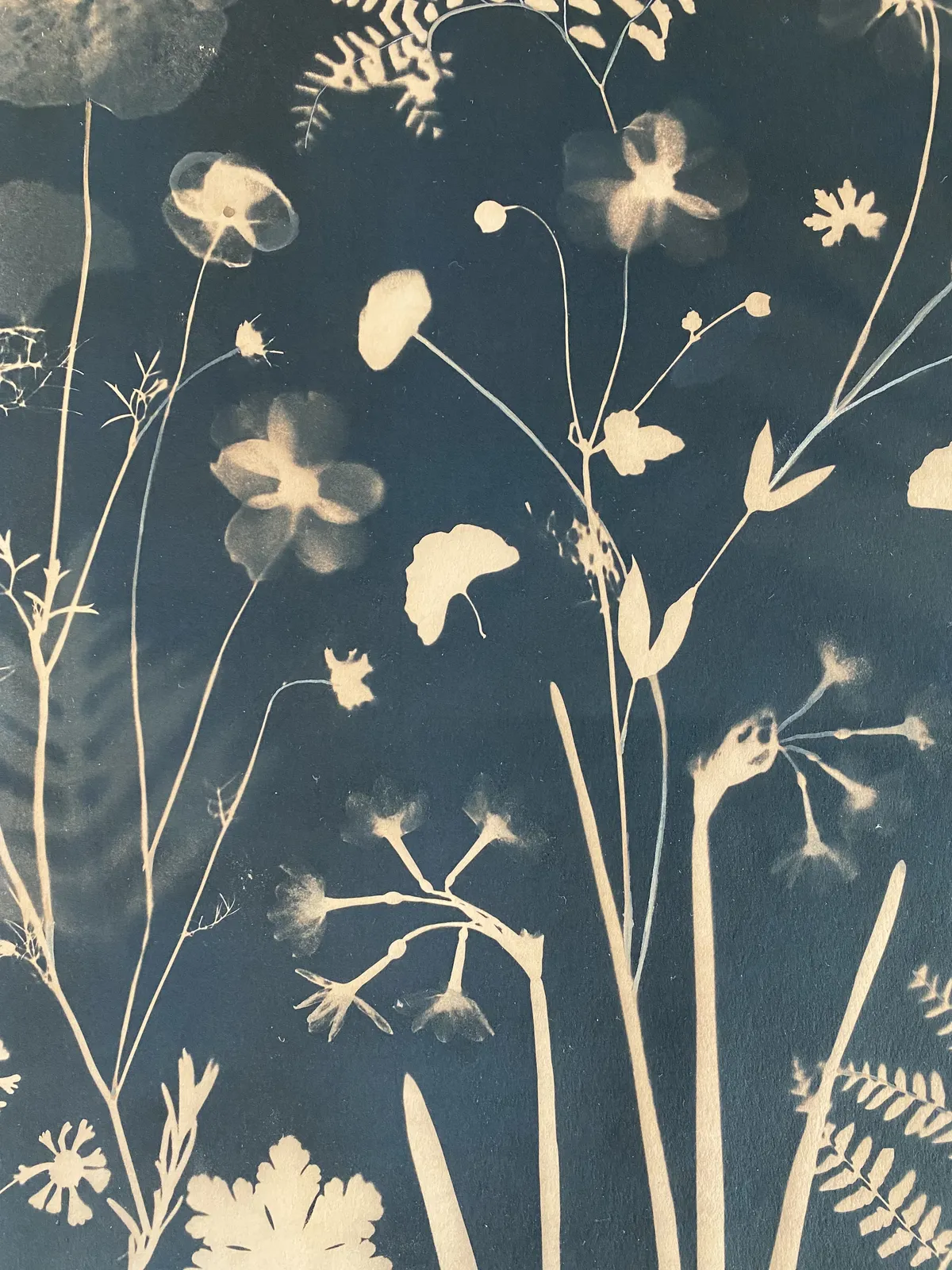 Julia Whitney Barnes, Cyanotype Painting (Tea Toned Gingko, Ferns, Petals, etc.), 2021