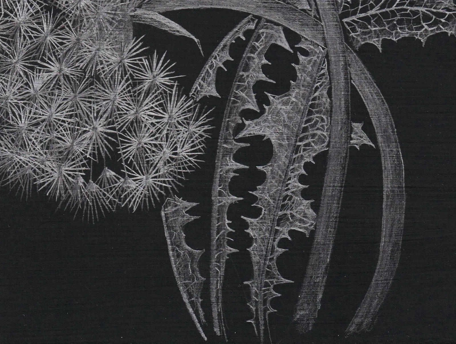 Margot Glass, Two Dandelions, 2019