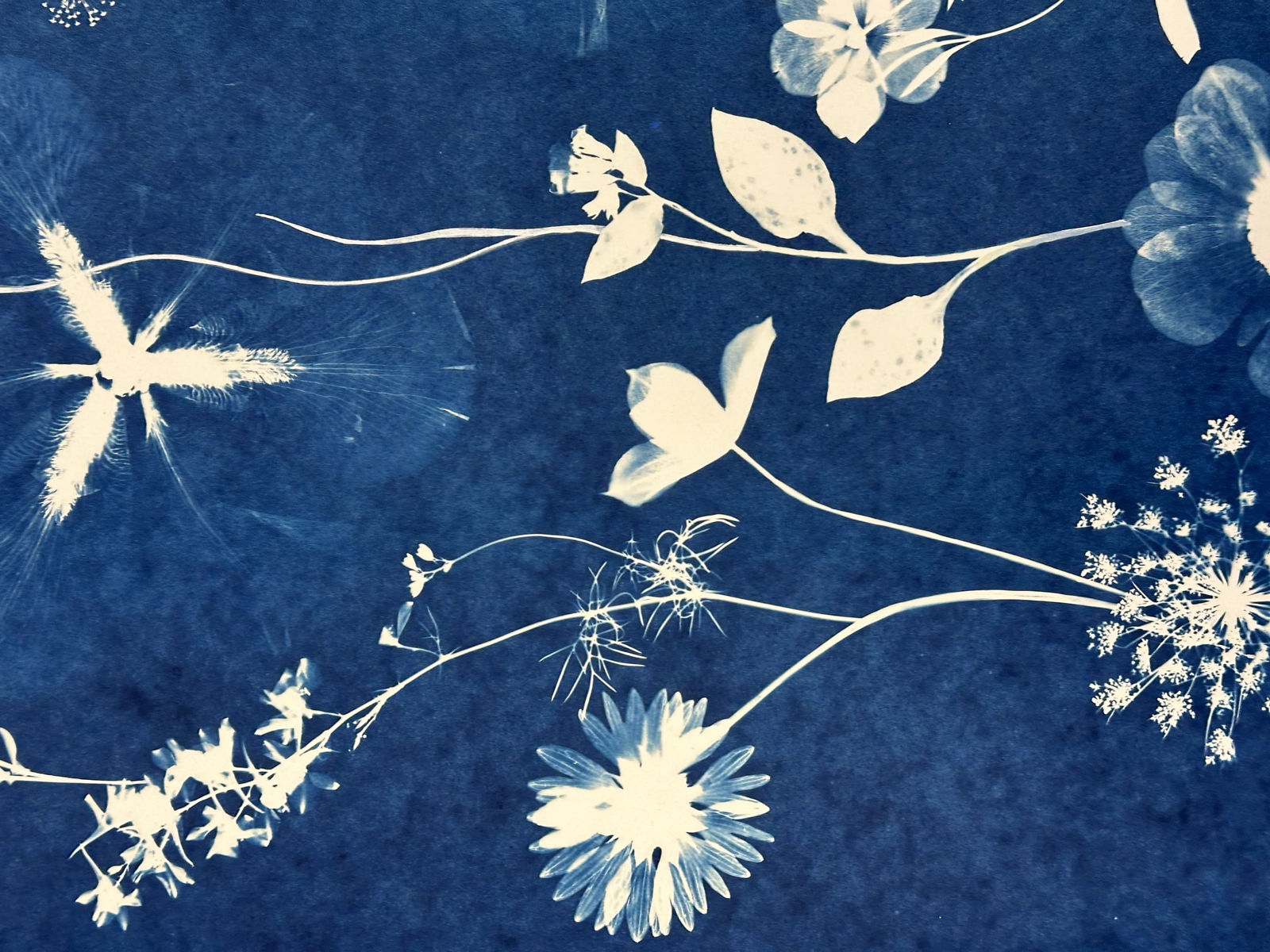 Julia Whitney Barnes, Nocturnal Nature (Anemones, Hibiscus, Violets, Ferns), 2021–'23