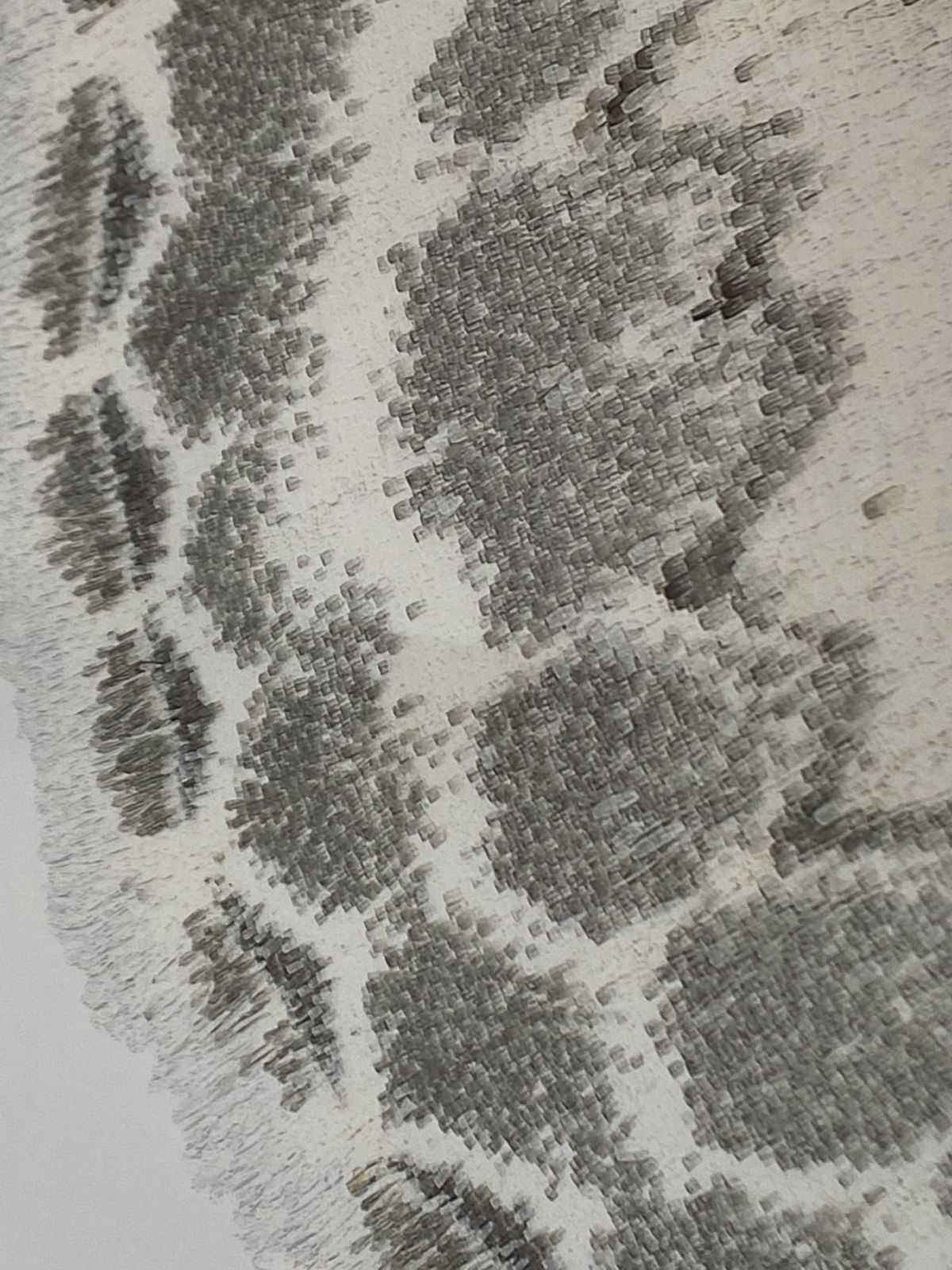 Joseph Scheer, Somatina indicataria, 2019