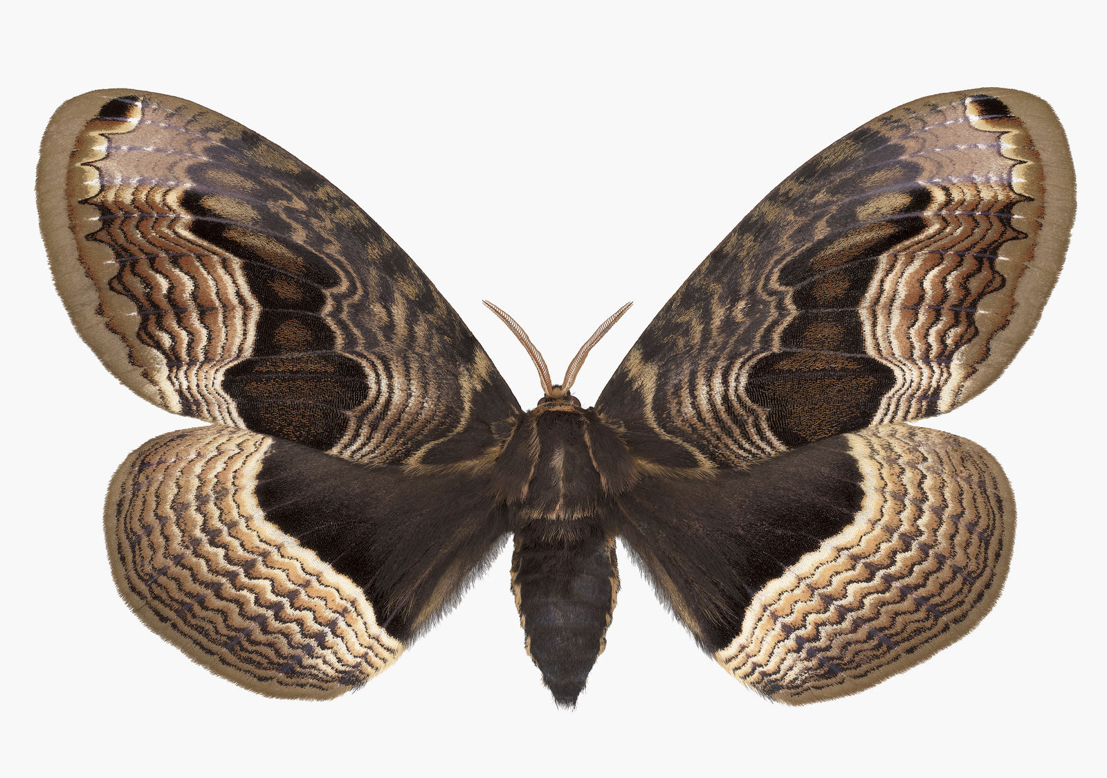 Joseph Scheer, Brahmaea tancrei, 2019