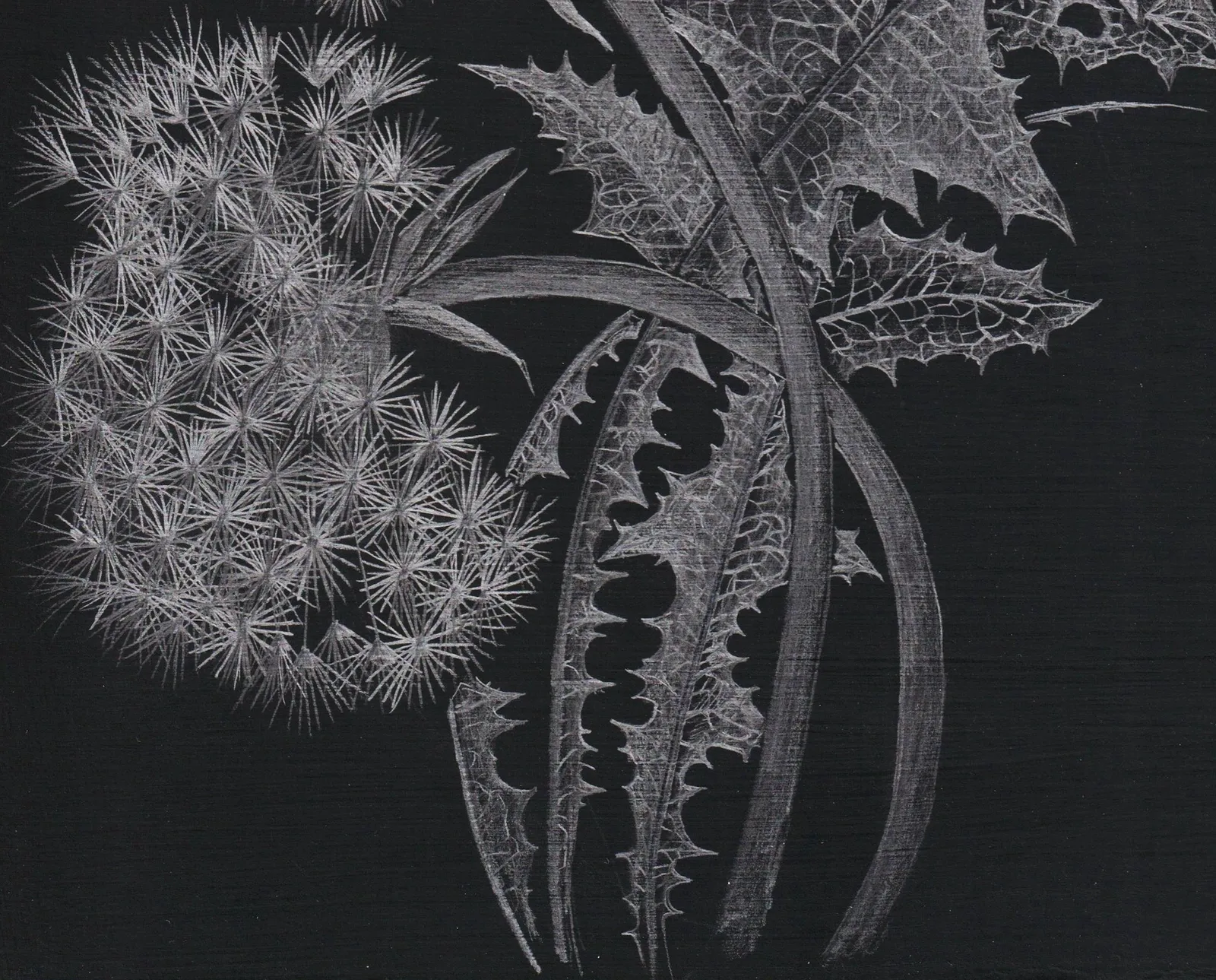 Margot Glass, Two Dandelions, 2019
