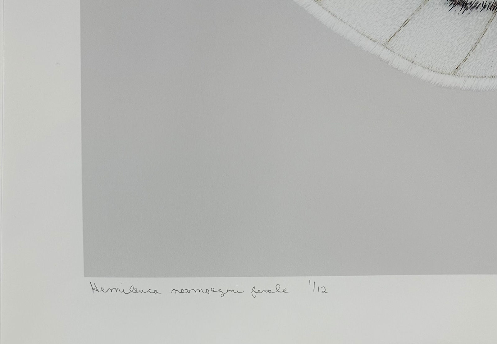 Joseph Scheer, Hemileuca neomoegeni female, 2006