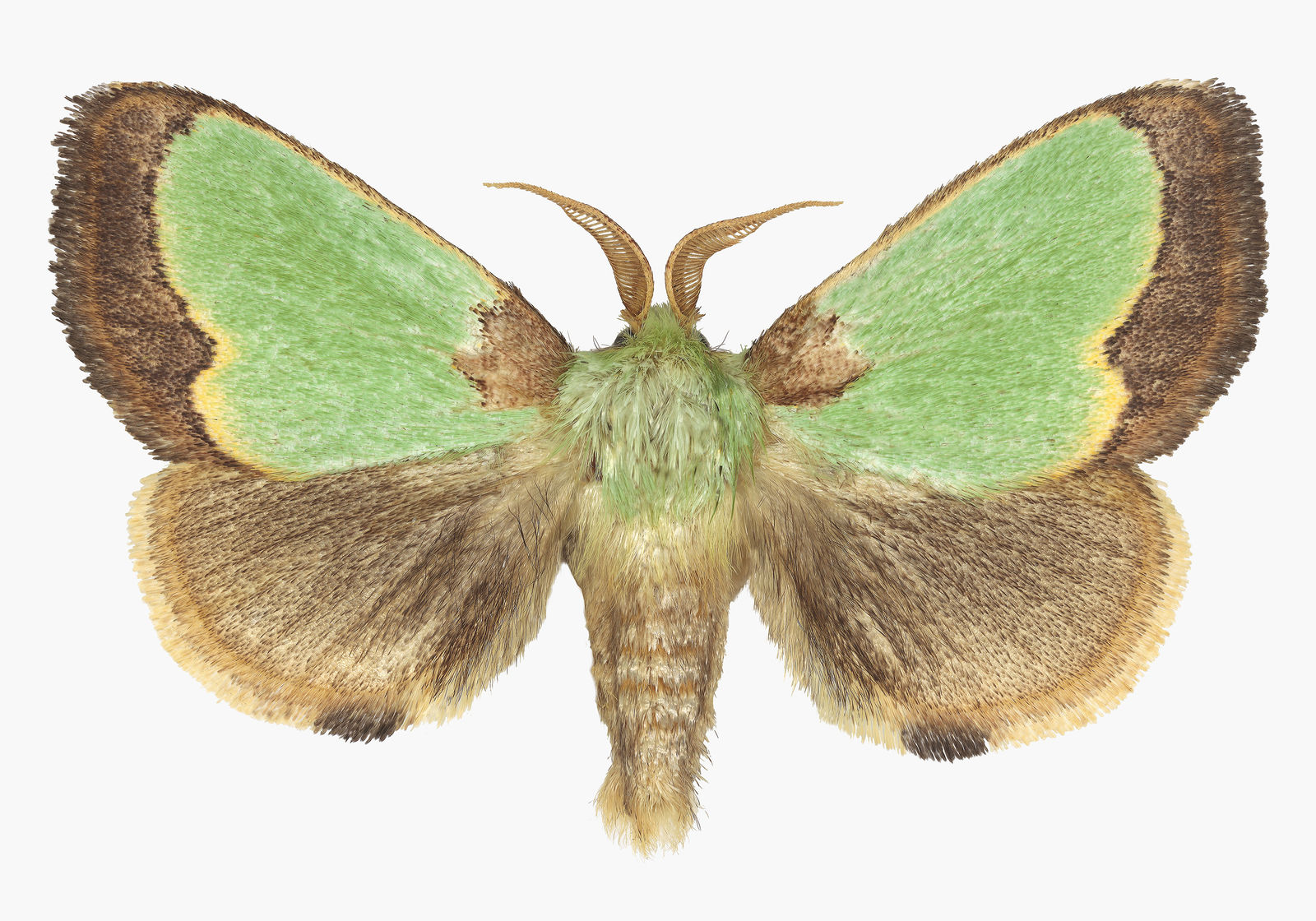 Joseph Scheer, Parasa hilarula, 2019