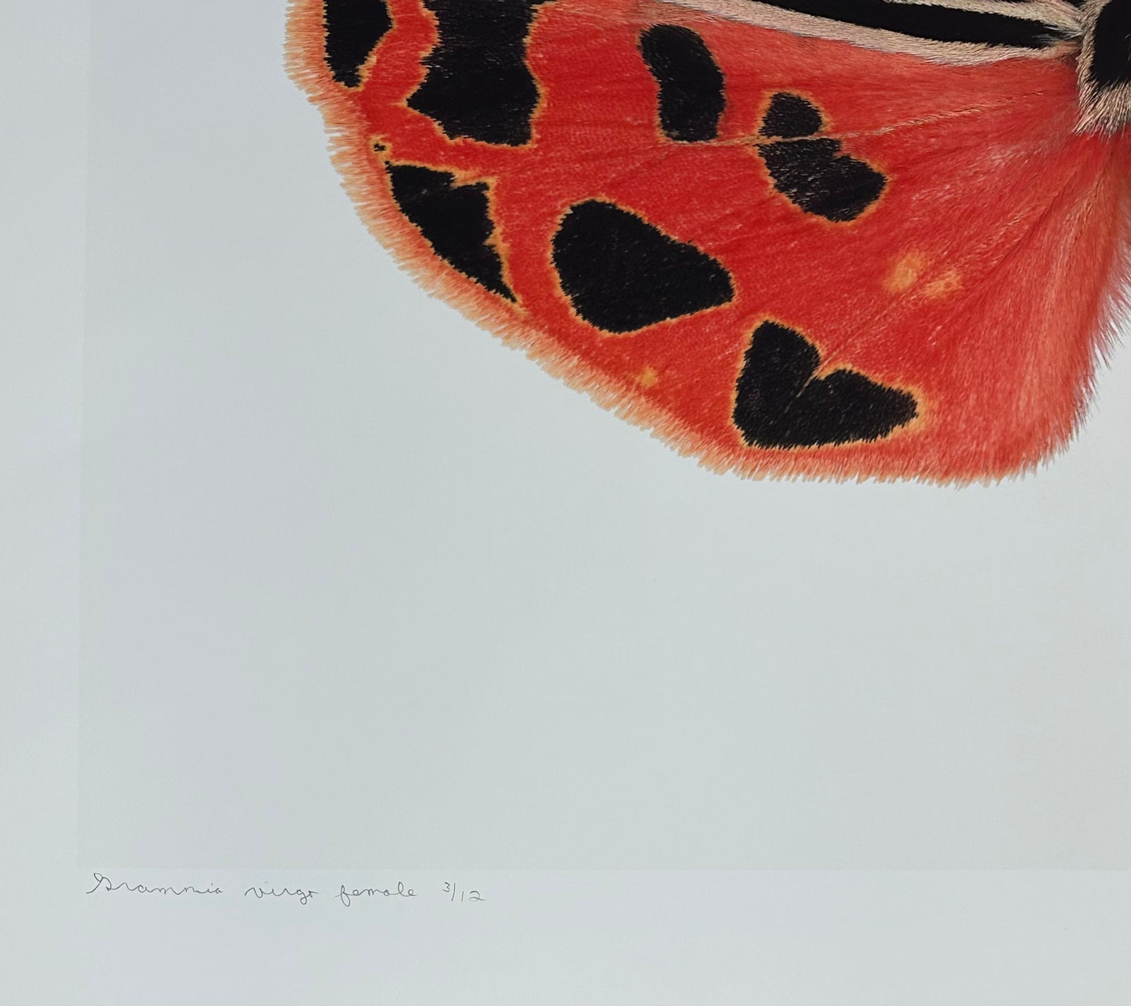 Joseph Scheer, Grammia virgo female rgb, 2007