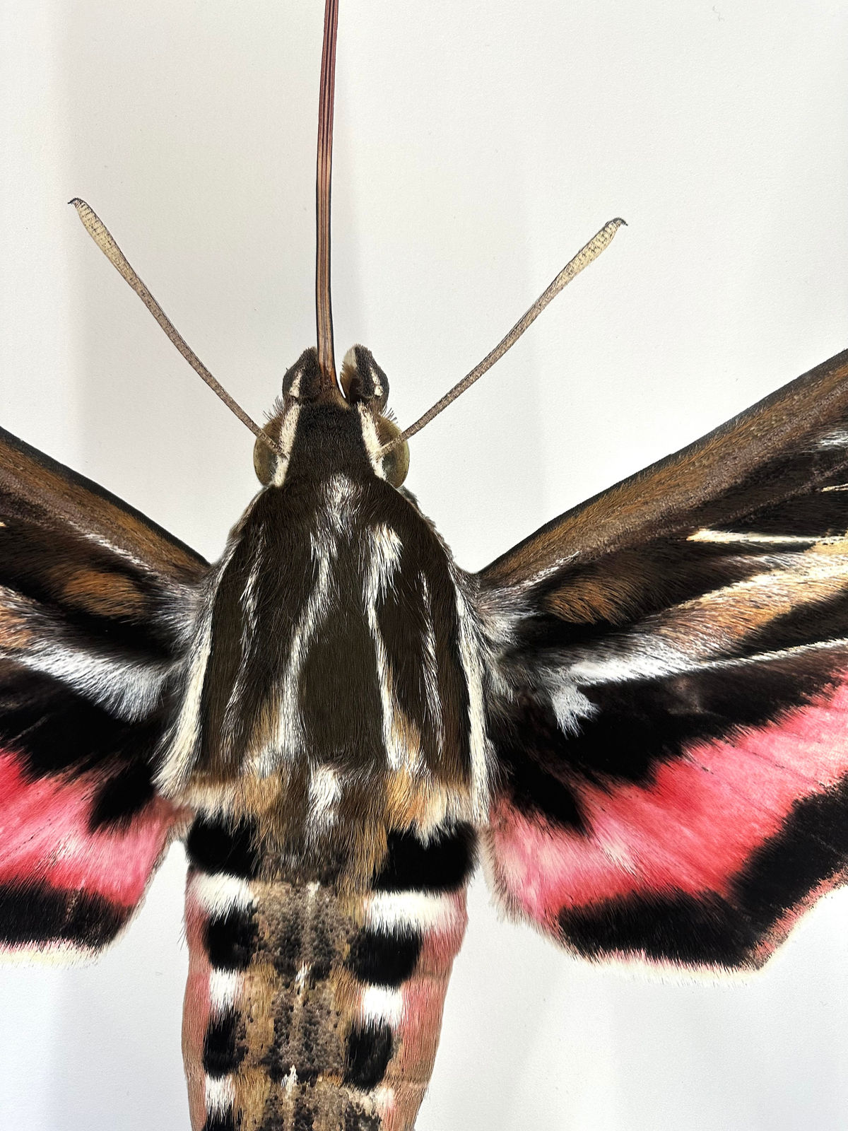 Joseph Scheer, Hyles lineata, 2006