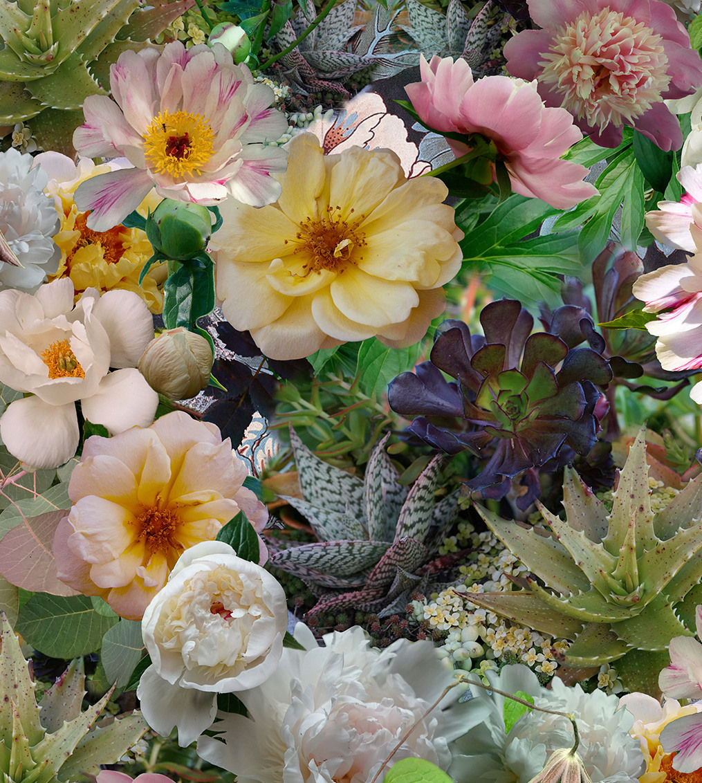 Lisa A. Frank, Peonies Breaking Pattern, 2018