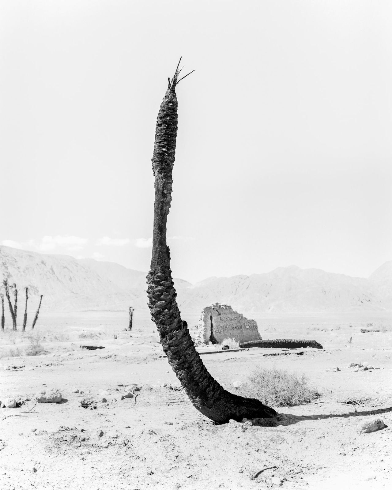 Sybren Vanoverberghe, From the series Conference of the Birds - Palm 07, 2019