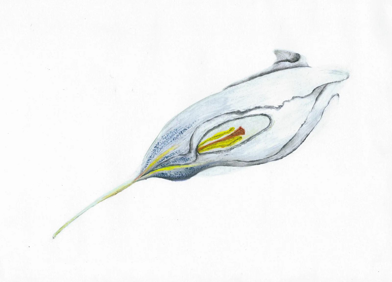 Clara Spilliaert, Untitled, 2017