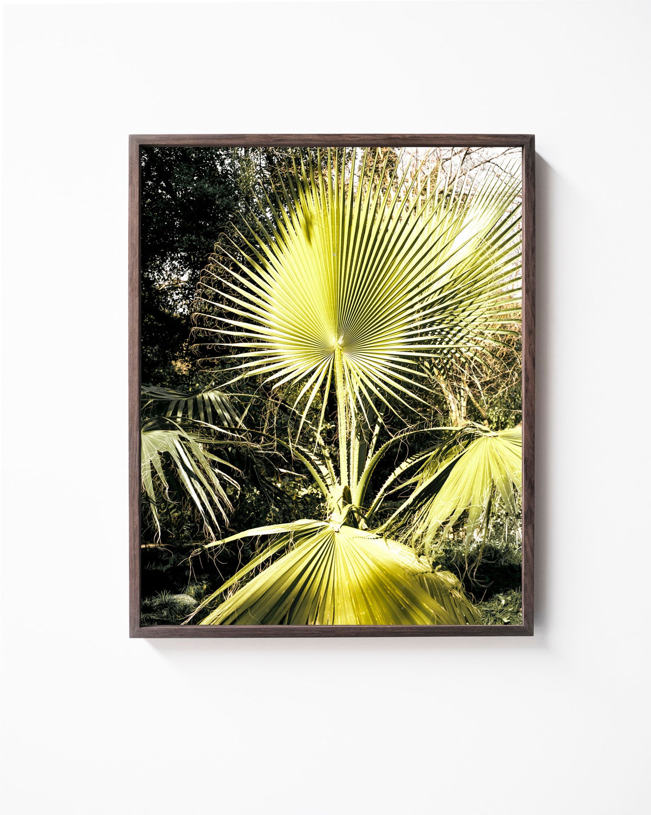 Sybren Vanoverberghe, From the Series 2099 - Plant 01, 2017