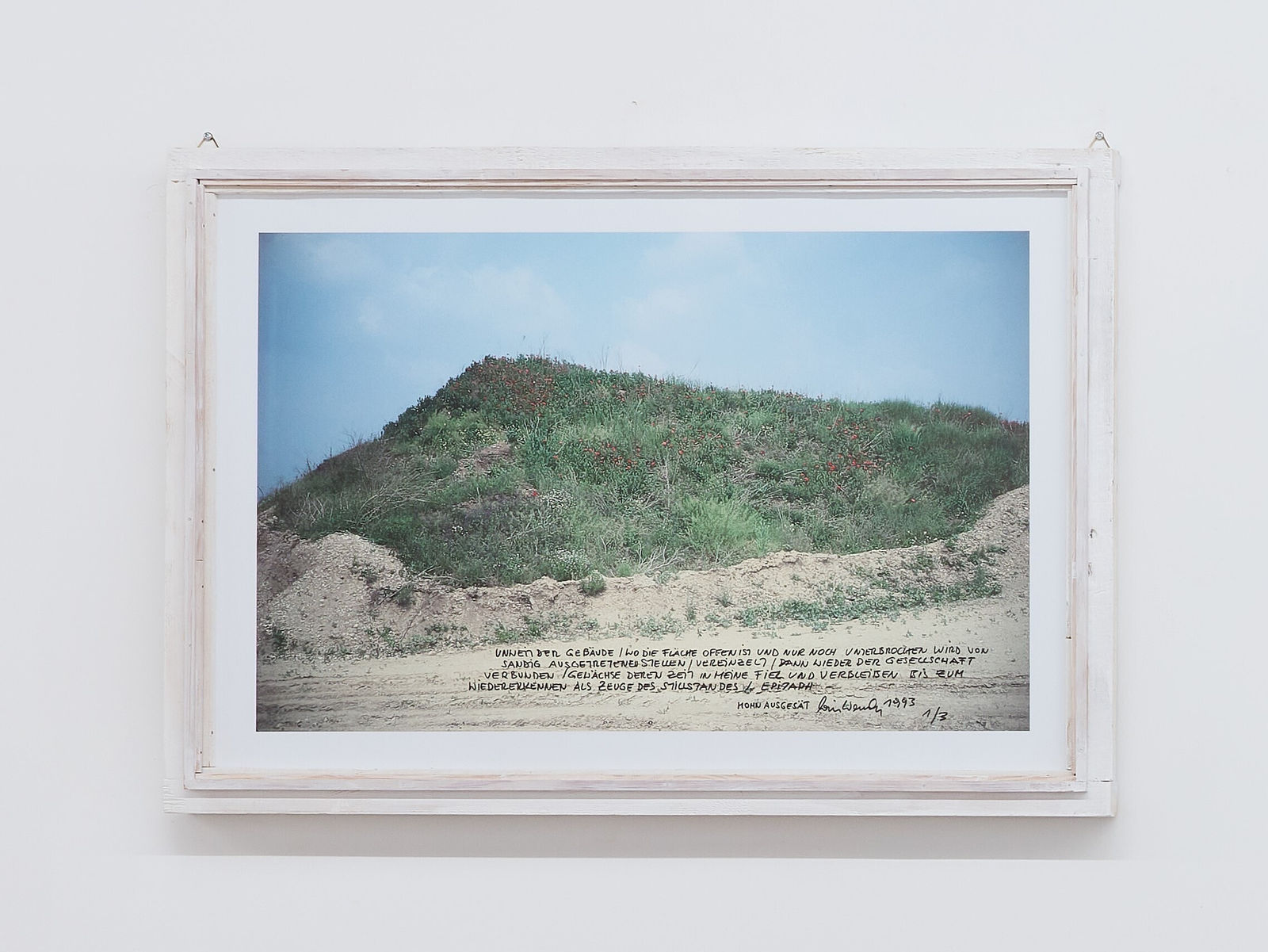 Lois Weinberger, Seeding Poppy, Acquired Areas, 1993