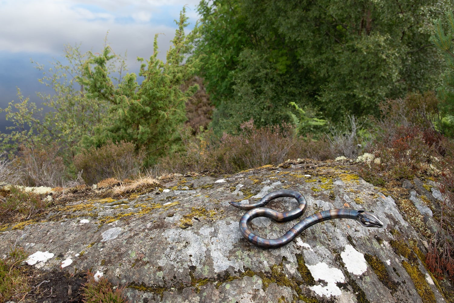 Helen Denerley, Snake, 2023