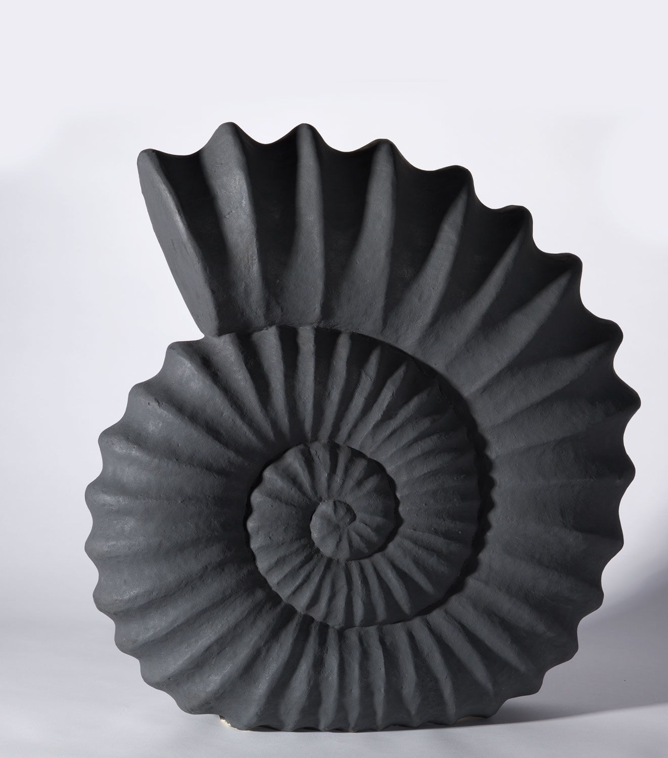 Illona Morrice, Ammonite, 2023