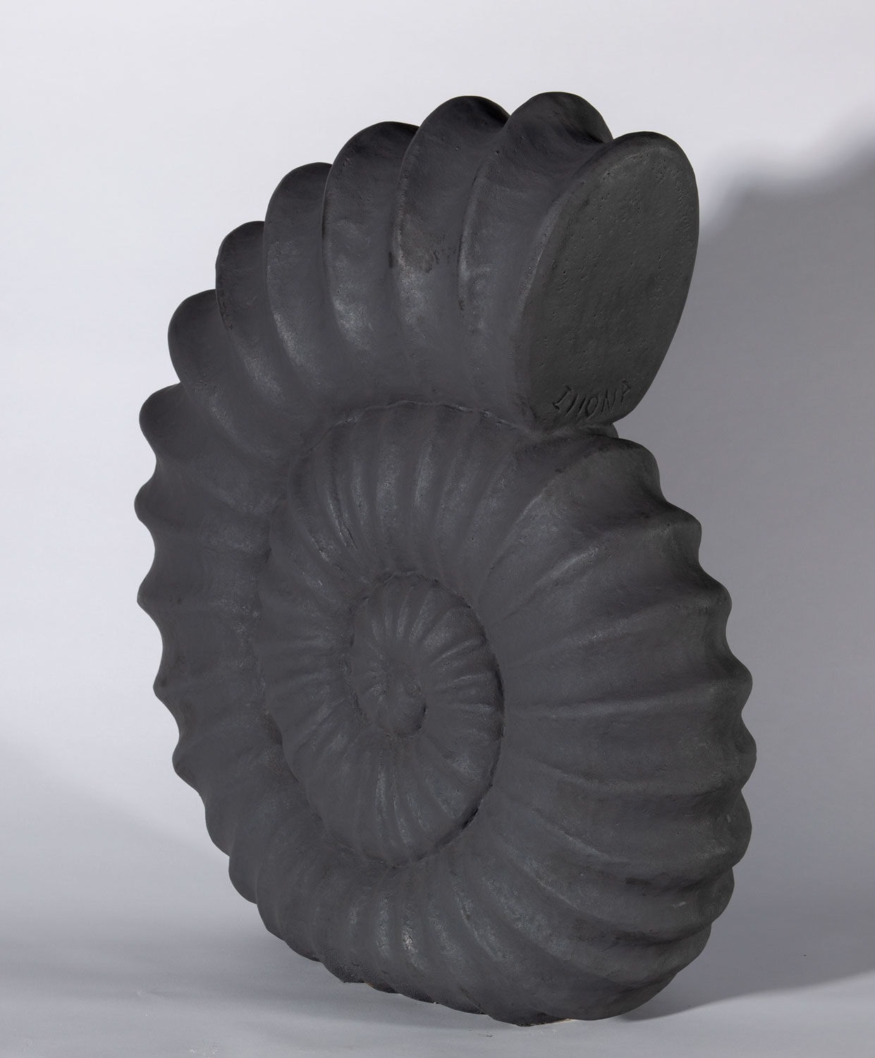 Illona Morrice, Ammonite, 2023