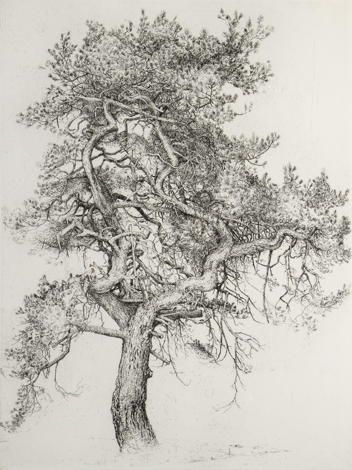 Ian Westacott | tree house pine