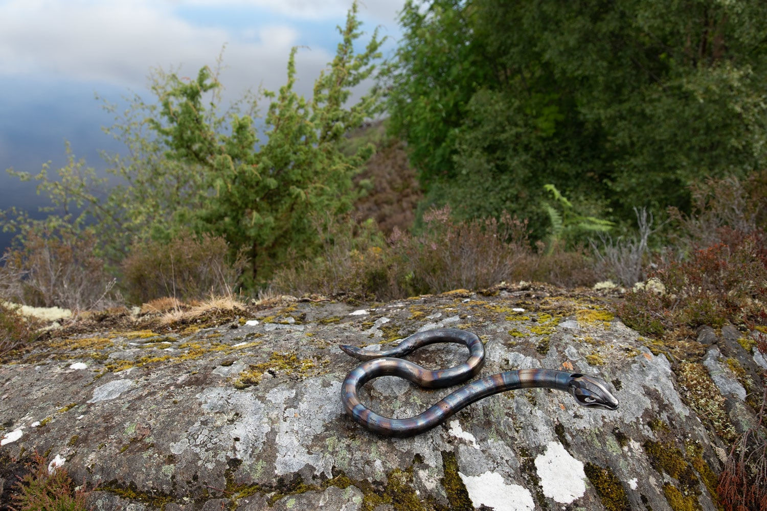 Helen Denerley, Snake, 2023