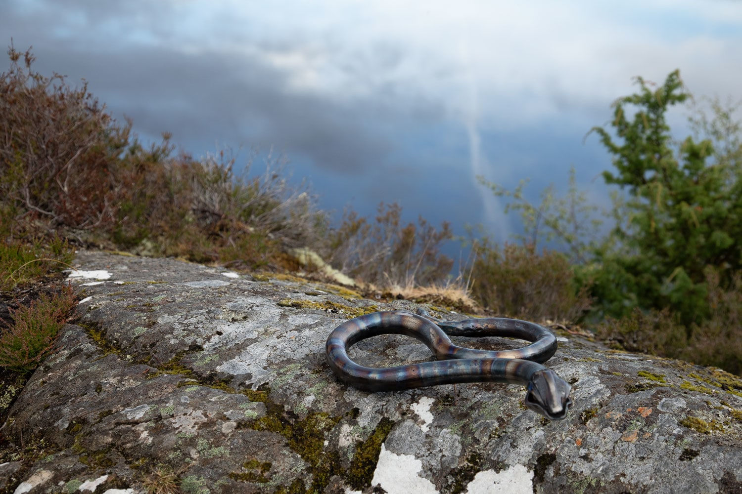 Helen Denerley snake