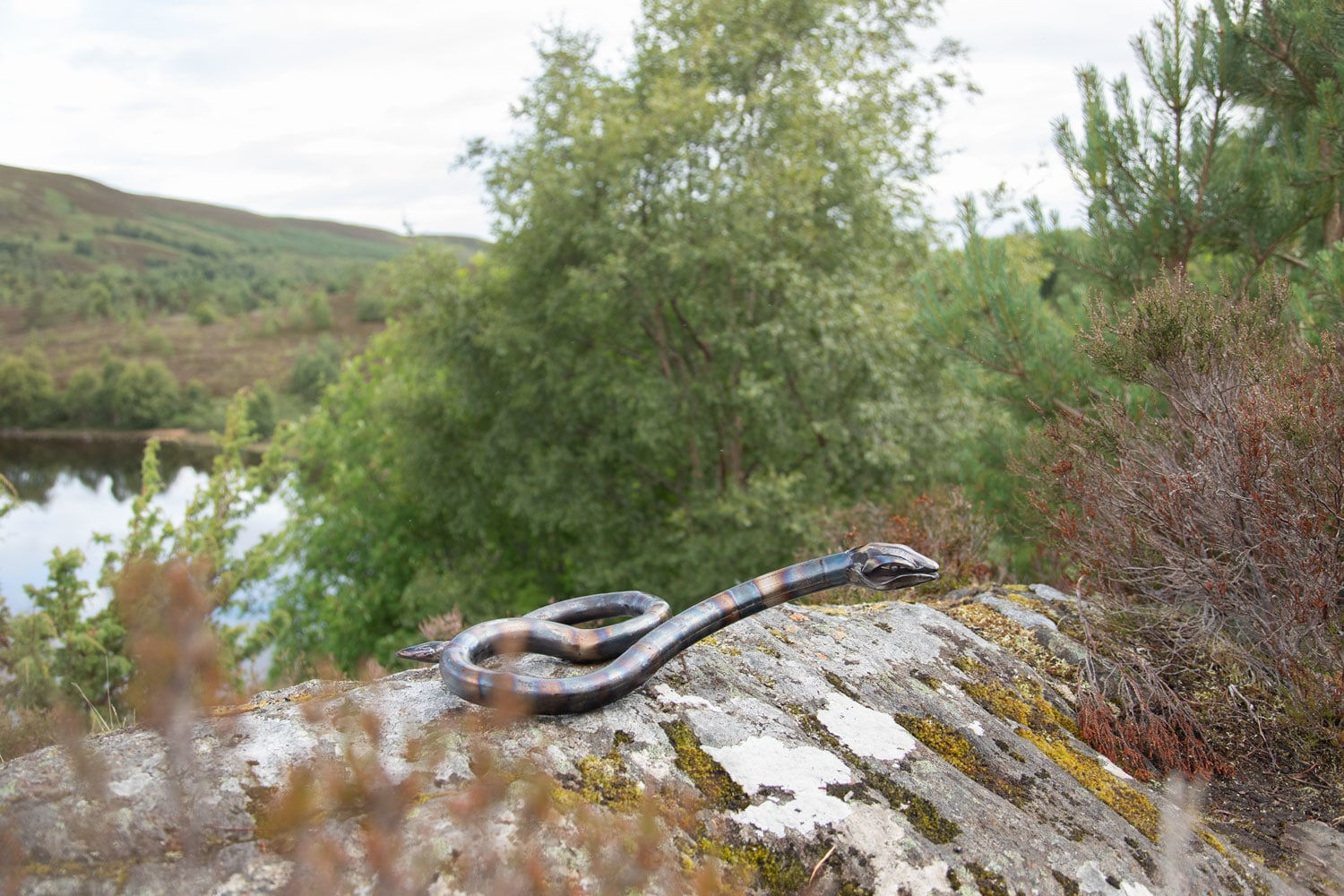 Helen Denerley, Snake, 2023